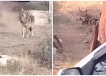 🎥ლოტკინზე მგელი დაიჭირეს – საგანგაშო კადრები თბილისიდან