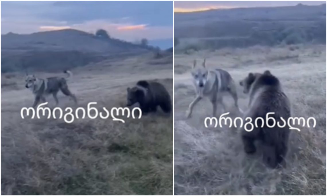 ინტერნეტში “კაწროს” და დათვის ჩხუბის კადრები ვრცელდება