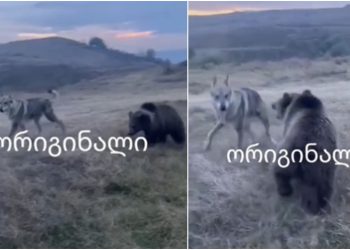 ინტერნეტში “კაწროს” და დათვის ჩხუბის კადრები ვრცელდება