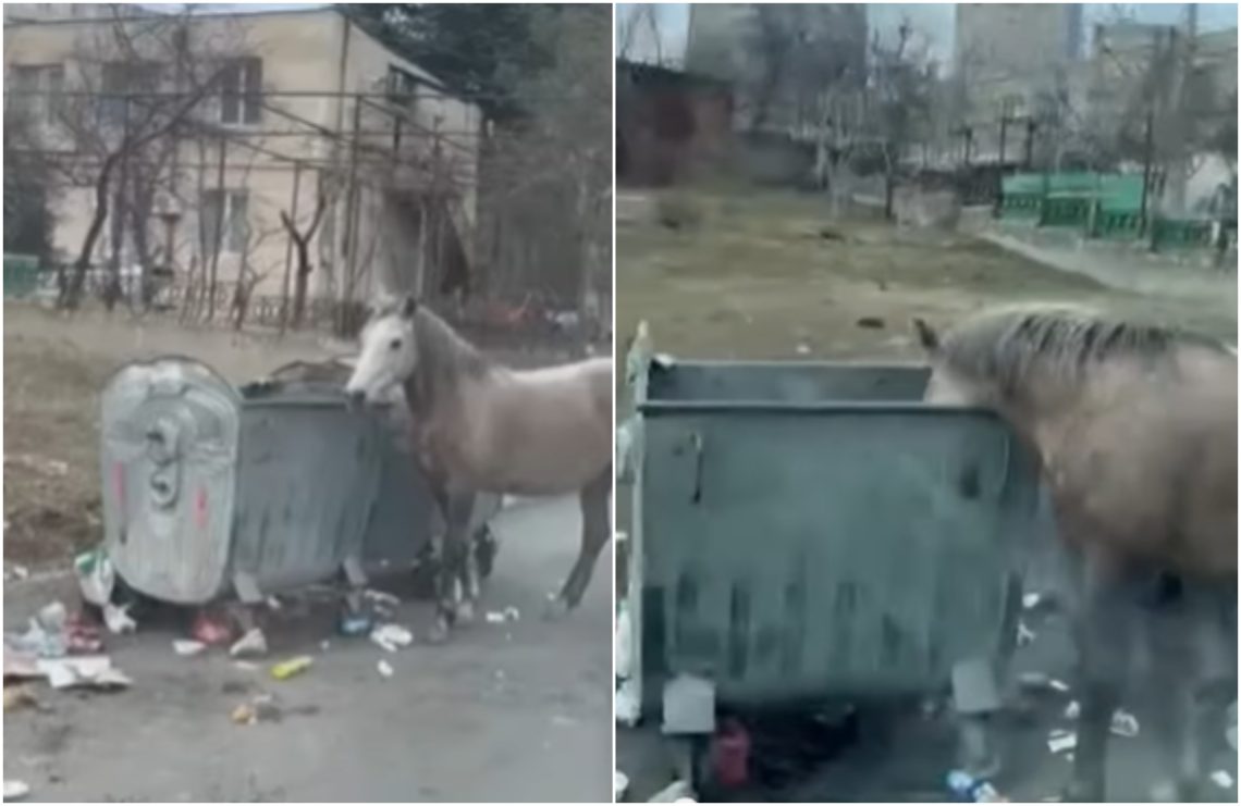 🎥 თბილისში ცხენი ნაგვის ურნიდან იკვებება – შოკისმომგვრელი კადრები ნუცუბიძის ფერდობიდან