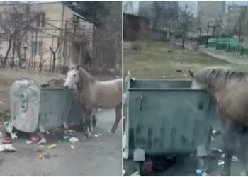 🎥 თბილისში ცხენი ნაგვის ურნიდან იკვებება – შოკისმომგვრელი კადრები ნუცუბიძის ფერდობიდან