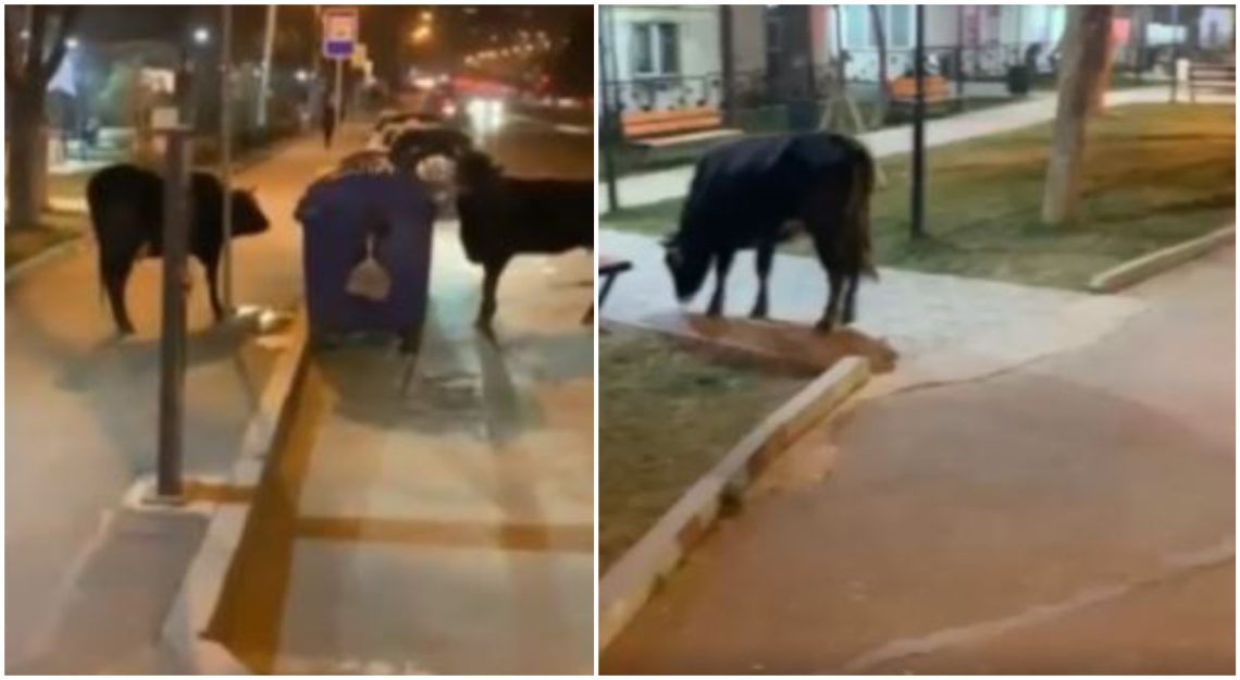 🎥”სუფთა ბალახზე გაზრდილი ძროხაა” – ძროხები მუხიანის ერთ-ერთ სკვერში