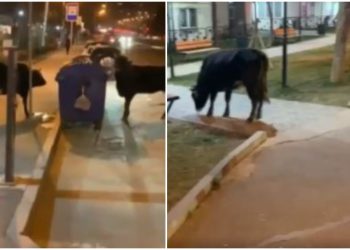 🎥”სუფთა ბალახზე გაზრდილი ძროხაა” – ძროხები მუხიანის ერთ-ერთ სკვერში