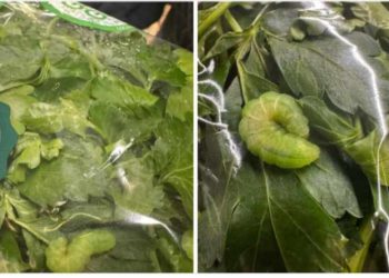 საგანგაშო კადრები მარკეტიდან – რა იპოვეს “ჰერბიას” მწვანილში?