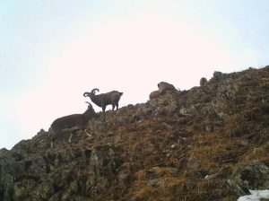 ათზე მეტი ჯიხვი ფშავ-ხევსურეთის დაცულ ტერიტორიაზე - იხილეთ ფოტოხაფანგის საოცარი ფოტოები