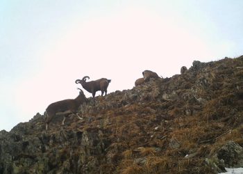 ათზე მეტი ჯიხვი ფშავ-ხევსურეთის დაცულ ტერიტორიაზე – იხილეთ ფოტოხაფანგის საოცარი ფოტოები