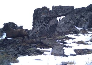 ათზე მეტი ჯიხვი ფშავ-ხევსურეთის დაცულ ტერიტორიაზე - იხილეთ ფოტოხაფანგის საოცარი ფოტოები