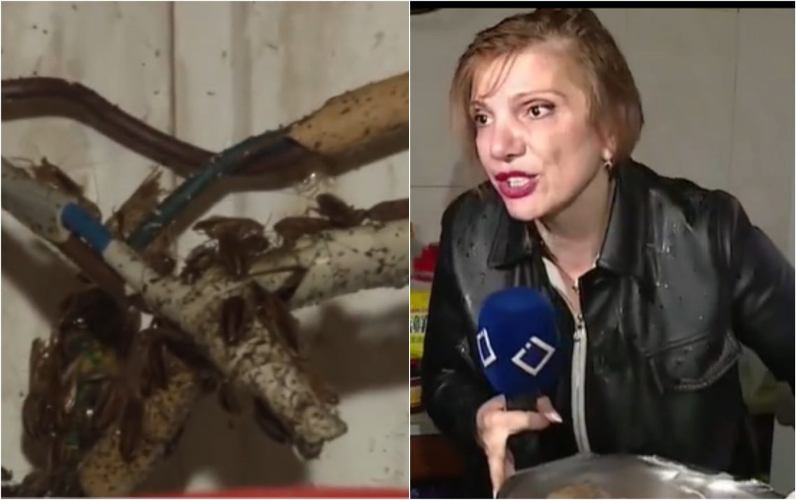 🎥 “ახლა შეიძლება ინფარქტი მივიღო.. ეს არის ტარაკნების რაოდენობა” – მადონა კოიძე საგანგაშო კადრებს ავრცელებს