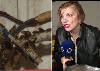 🎥 “ახლა შეიძლება ინფარქტი მივიღო.. ეს არის ტარაკნების რაოდენობა” – მადონა კოიძე საგანგაშო კადრებს ავრცელებს