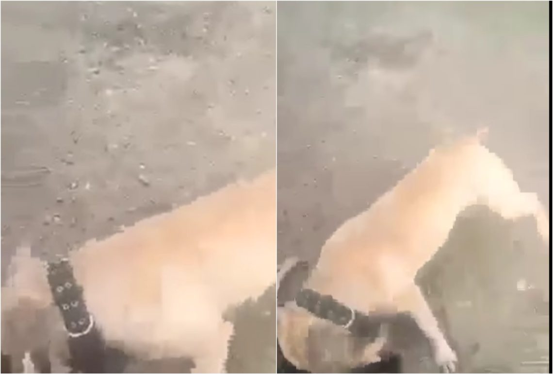 🎥 “მიუსაფარი ძაღლი დააგლეჯინა პატრონმა თავის პიტბულს” – შოკისმომგვრელი კადრები მცხეთიდან