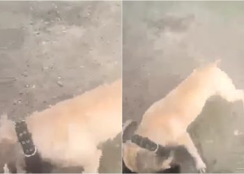 🎥 “მიუსაფარი ძაღლი დააგლეჯინა პატრონმა თავის პიტბულს” – შოკისმომგვრელი კადრები მცხეთიდან