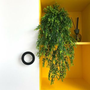 ეს მცენარეები ოჯახში ჩხუბსა და გაუგებრობას იწვევენ - ფენ-შუის რჩევები