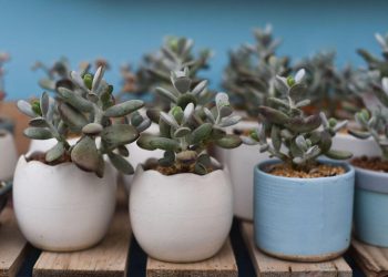 რატომ არ შეიძლება სახლში ბარაქის ხის გამრავლება