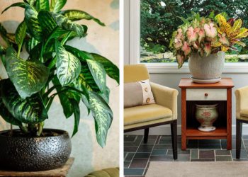 ეს მცენარეები ოჯახში ჩხუბსა და გაუგებრობას იწვევენ – ფენ-შუის რჩევები