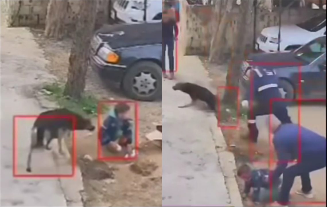 🎥 ბავშვი ძაღლმა დაგლიჯა – ნახეთ ვიდეო