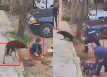 🎥 ბავშვი ძაღლმა დაგლიჯა – ნახეთ ვიდეო