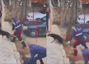 🎥 “თბილსერვისის თანამშრომელი, რომელმაც დაგლეჯილი ბავშვი გაცოფებულ ძაღლს გამოგლიჯა პირიდან” – საგმირო კადრებმა ინტერნეტი მოიცვა