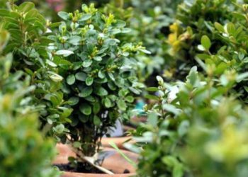 რა საოცარი თვისება აქვს ბზას