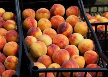 “რა ღირს მეთქი? და 60 ლარიო… კილო ბალი გამოდის 600 ლარი…” – რა ფასი აქვს ატამს?