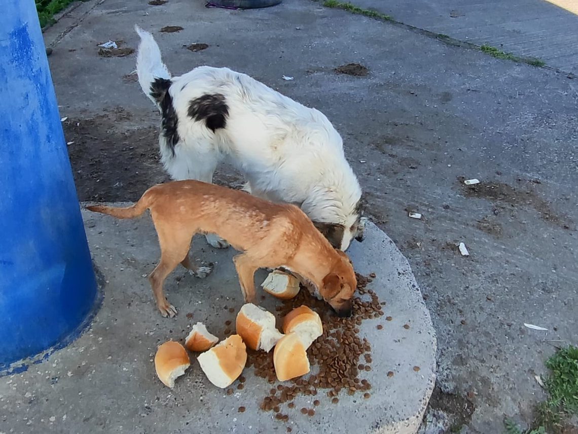 ქუთაისთან ახლოს მიუსაფარ ძაღლებს სახლი მოპარეს