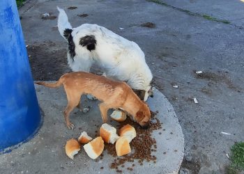 ქუთაისთან ახლოს მიუსაფარ ძაღლებს სახლი მოპარეს