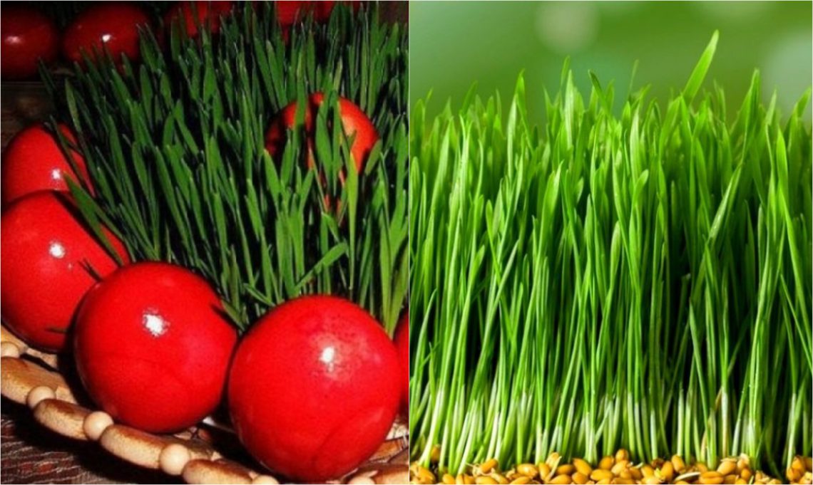 როდის და როგორ უნდა დაითესოს ხორბალი, რომ ჯეჯილი ხასხასა იყოს – ყველამ გაითვალისწინეთ