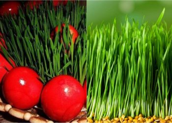 როდის და როგორ უნდა დაითესოს ხორბალი, რომ ჯეჯილი ხასხასა იყოს – ყველამ გაითვალისწინეთ