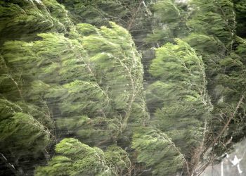 “იქროლებს ძლიერი ქარი” – როგორი ამინდი შენარჩუნდება დღეს