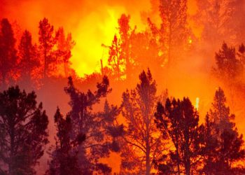 โแแแกแแแแแจแ แแแแแแฌแแ แแแฎแแแแ แ แกแแคแแแ, แกแแแแแ แ แแแแแแก แกแแฎแแแซแ แ แแฅแ แแแแ, แแแคแแ แ แแแแแแ แแงแโ