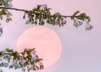 23 მაისს “ყვავილოვანი” სავსე მთვარეა – ზოდიაქოს 6 ნიშანი, რომლებსაც ამ დღეს მნიშვნელოვანი წარმატება და სიახლეები ელის