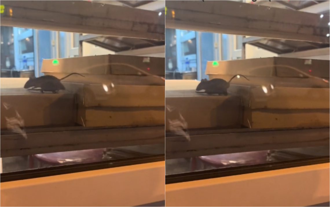 🎥 რომელ ცნობილ საცხობში შენიშნეს ვირთხები ? – შოკისმომგვრელი კადრები