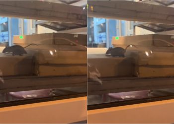 🎥 რომელ ცნობილ საცხობში შენიშნეს ვირთხები ? – შოკისმომგვრელი კადრები