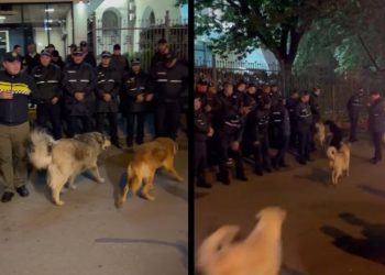 🎥ძაღლები გაქცეულ პოლიციელებს გაეკიდნენ – რა ხდება შსს-თან?