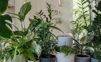 რომელი მცენარეები გვიცავს კიბოსგან