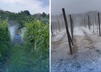 🎥 სეტყვამდე და სეტყვის შემდეგ – ჰექტრობით განადგურებული ვაზი იმერეთიდან