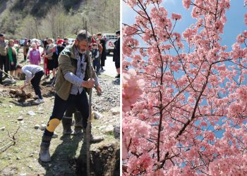 ლეჩხუმში, ჯონოულის ხეობაში მალე მსოფლიოში ერთ-ერთი ყველაზე გრძელი საკურას ხეივანი იყვავილებს, რომლის გავლით გზა მწვანე ტბამდე მიდის