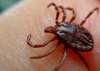 ახალციხეში ყირიმ–კონგოს 3 შემთხვევა გამოვლინდა – როგორია პაციენტების მდგომარეობა?