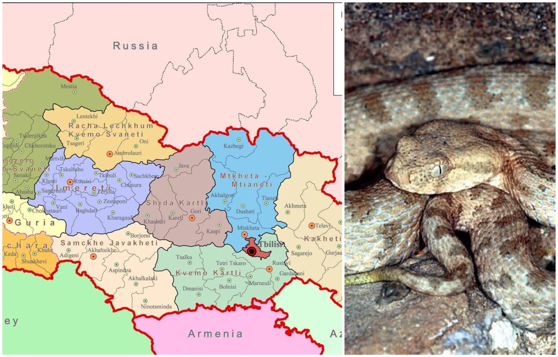 რომელ რეგიონში გვხვდება გიურზა და როგორ მოვიქცეთ მისი დაგესვლის შემთხვევაში? – რას ამბობს სპეციალისტი