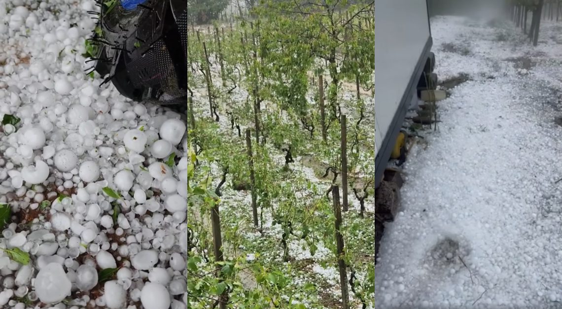 🎥 ძლიერმა სეტყვამ იმერეთში ჰექტრობით ვენახი გაანადგურა – კადრები ადგილიდან