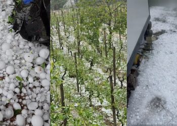 🎥 ძლიერმა სეტყვამ იმერეთში ჰექტრობით ვენახი გაანადგურა – კადრები ადგილიდან