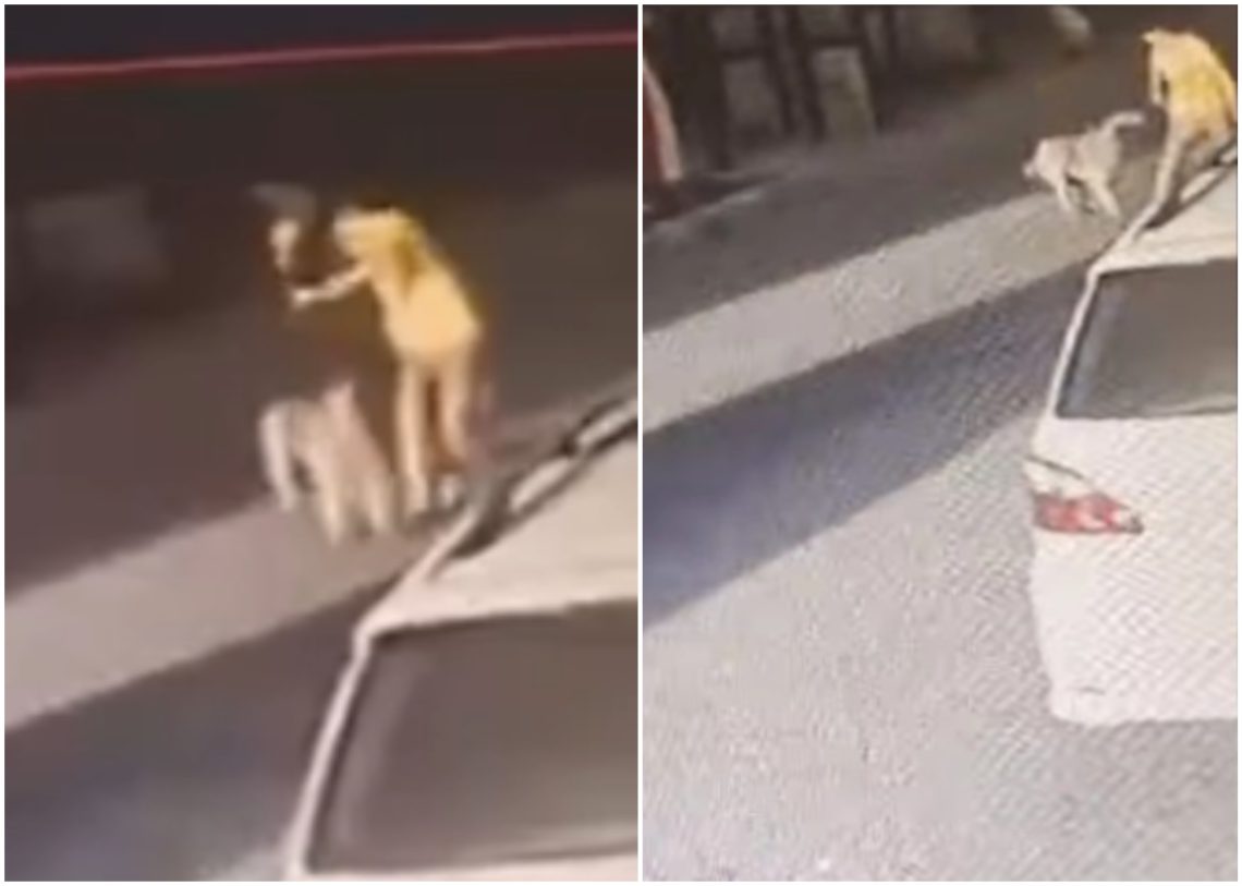 🎥 ზემო ფონიჭალაში მიუსაფარმა ძაღლმა არასრულწლოვანი დაკბინა