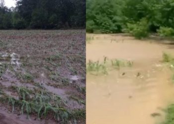 განადგურებული ვენახები და დატბორილი ქუჩები – სტიქიამ სამეგრელოს სოფლებს პრობლემები შეუქმნა