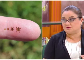 ტკიპების გავრცელების სეზონი იწყება: რა დაავადებებს იწვევს მათი ნაკბენი და როგორც დავიცვათ თავი – ინფექციონისტის რჩევები