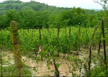 แแแกแแขแงแแแแ แแแแแฎแแแ แแ แแแขแแแ แแแ แกแแฎแแแแ – แกแขแแฅแแแ แแแกแแแแแ แกแแฅแแ แแแแแแจแ แแ แแแแแแแแ แจแแฅแแแ