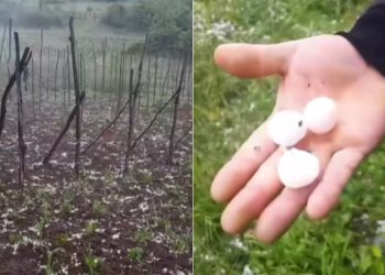 🎥”დავრჩი მშიერი… აღარც კიტრი აღარც ლობიო…. ეს რო რამეს დეეცემა გადარჩება?”- სეტყვამ მოსავალი დააზიანა