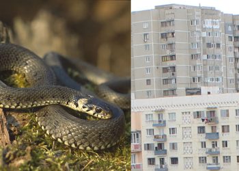 რომელ სართულამდე შეუძლია გველს ასლვა? – რას ამბობს სპეციალისტი