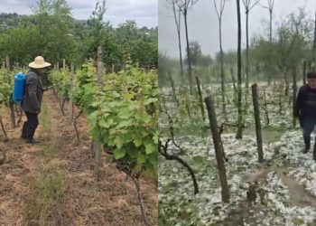 🎥ატირებული გლეხი, რომელსაც სეტყვამ ყველაფერი გაუნადგურა – ვიდეოზე ცრემლებს ვერ შეიკავებთ
