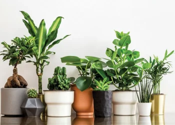 “გასათხოვარმა ქალმა შინ ეს მცენარე არ უნდა გააჩეროს” – რა უნდა იცოდეთ მცენარეებთან დაკავშირებით