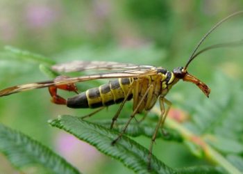 როგორ ვებრძოლოთ მწერებს ზაფხულში