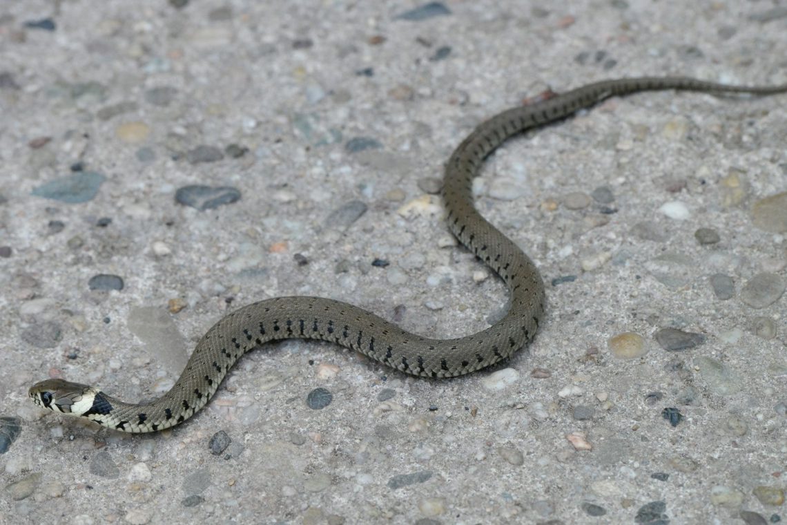 “გველი საზღვარგარეთ შეძენილი იყო და ტურისტს ჰყავდა ჩამოყვანილი” – რა კომენტარს აკეთებს ჰერპეტოლოგი ჩაქვში ტურისტის გარდაცვალების შესახებ